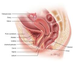 The Ultimate Pelvic Anatomy Resource Articles Links And Videos Oh My Bec Reproductive System Female Reproductive System Anatomy Female Reproductive System