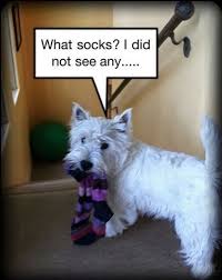 Bella Has A Sock Obsession I Have To Lol When I M Looking For A Sock Westie Dogs Westies Westie Puppies