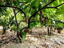 Temukan 100.000 pilihan gambar daun menakjubkan, unduh gratis gambar daun bidara & kelor. Rorak Selamatkan Tanaman Kakao Saat Kemarau Berkepanjangan Seperti Apa Mongabay Co Id Mongabay Co Id