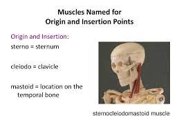 Muscles named for origin and insertion. Characteristics Used To Name Skeletal Muscles Ppt Download