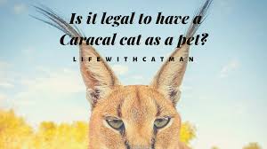 See full list on exoticanimalsforsale.net Is It Legal To Have A Caracal Cat As A Pet Catman