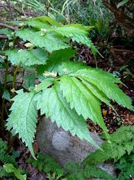 Image result for Elatostema monticola