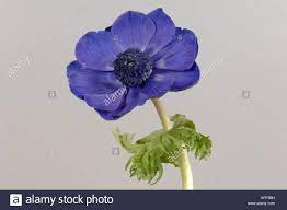 Corolla Flower High Resolution Stock Photography And Images Alamy