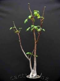 Image result for Obetia