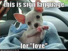 Pin De Rescue En Stuff That Makes Me Smile Gatos Y Perros Lindos Perros Chihuahua Perros Lindos