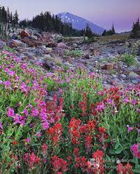 But there's something wondrous about the tiny desert flowers that spring. Bend Oregon Wildflower Photos Mike Putnam Photography