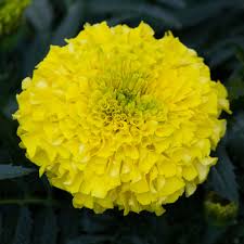 Image result for Tagetes erecta