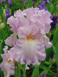 Foolish Pleasure B15dsc03731 Jpg 1944 2592 Iris Flowers Iris Garden Flower Aesthetic