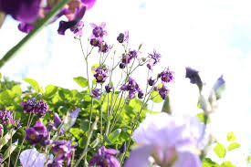 They can be used as wallpaper for your desktop, a screensaver for your mobile phone, a template for. Flowers To Brighten Your Day Greenderella