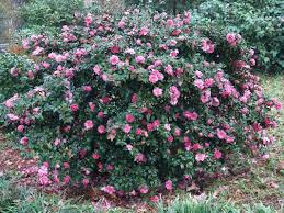 Camelliasatgarden Jpg 533 400 Front Yard Plants Backyard Plants Westbury Gardens