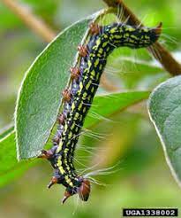 Jul 27, 2021 · the yellow and black striped giant sphinx caterpillar has red/orange head and tail the giant sphinx caterpillar ( pseudosphinx tetrio ) is appropriately named due to its large size. Black And Yellow Caterpillars With Red Head And Legs Viette S Views