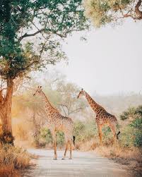 Kruger National Park With Henry Nathan South Africa Animals Africa Animals Africa Safari Photography