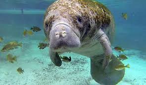 Manatee county was established in 1855 and named after the manatee (sea cow) seen frequently in its waters. Florida Manatee