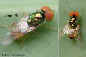 Image result for Microcharis