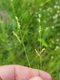 Image result for Steinchisma