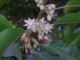 Image result for Mimusops elengi