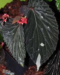 Image result for Begonia loranthoides