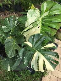 Monstera Thai Constellation Deliciosa Variegata Plants Monstera Variegated Plants