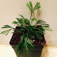 Image result for Actiniopteris