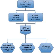 Experimental Flowchart Er Pr And Her 2 Neu Expression Were