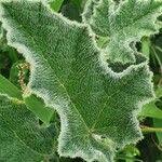 Image result for Cucumis aculeatus