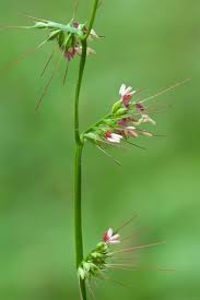 Image result for Oplismenus