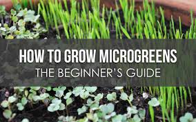 How To Grow Microgreens The Beginners Guide