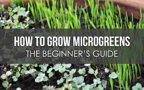 how to grow microgreens the beginners guide