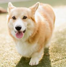 Small dogs are known for living longer than larger dogs, and corgis are no different. 10 Haircuts Perfect For Your Corgi This Summer