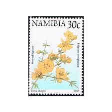 Image result for Rhigozum brevispinosum