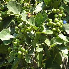 Image result for Cordia pilosissima