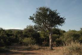 Image result for Boscia foetida