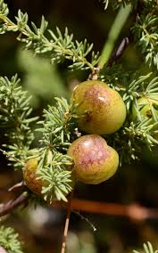 Image result for Searsia lucida