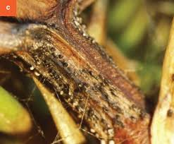 Image result for kabatina thujae