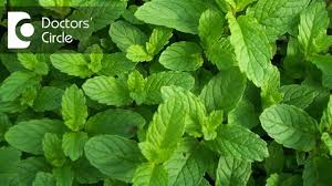 So it is reliable to use spearmint to reduce hair growth. Is It True Mint Helps In Hair Reduction In Women With Pcos Dr Chetali Samant Youtube