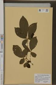 Image result for Vitex fischeri