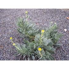 Image result for Hertia