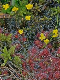 Image result for Utricularia subulata