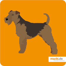 The welsh terrier was originated from the united kingdom, wales. Welsh Terrier Rasseportrait Markt De