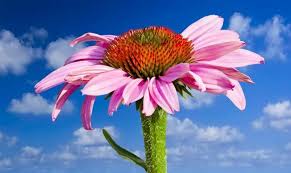 Everyone should grow purple coneflowers, also known as echinacea, in their flower beds or herb gardens. How To Prune Coneflowers Miss Chen Garden Manage Gfinger Is The Best Garden Manage App