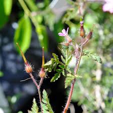 Image result for Geraniaceae