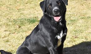 The london pet adoption centre. These Albuquerque Based Pups Are Up For Adoption And In Need Of A Good