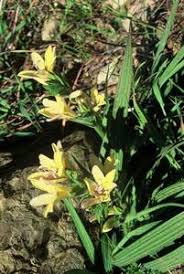 Image result for Eulophia obscura