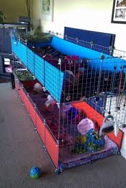 See full list on ourguineapig.com Pin On For My Guinea Pigs