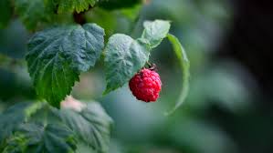 Himbeeren gibt es in verschiedenen untertypen. Himbeeren Schneiden Anleitung Wann Und Wie Es Gelingt