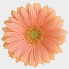 1122 x 1600 jpeg 179 кб. Coral Flowers Wholesale Bulk Flowers Blooms By The Box
