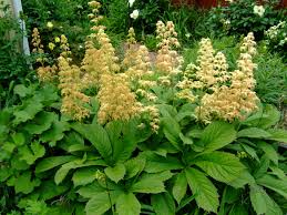 Image result for Xenostegia pinnata