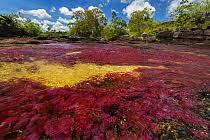 Image result for Podostemaceae