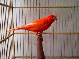 Artinya dia dalam kontes burung justru lebih dominan dinilai dari kenari yorkshire berasal dari daerah yorkshire di united kingdom, inggris. Gambar Burung Kenari Merah Red Factor Canary