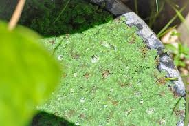 Image result for Azolla nilotica
